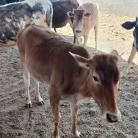 گوسال محلی