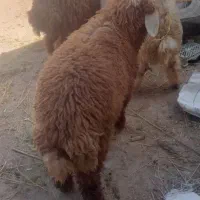 شادگان