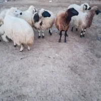 گوسفند چوپانی