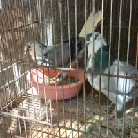 کبوتر نر ماده