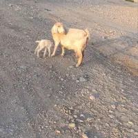 بز کهره دار