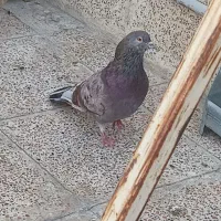 پیس سرور نر پرشی