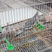 جفت عروس هلندی سخنگو