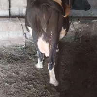 گاو  باگوساله نره
