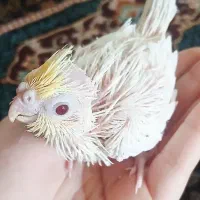 عروس هلندی جوجه