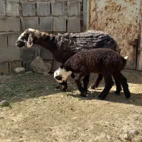 میش وبره وبزوکهره