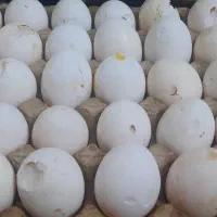 شونه شکسته