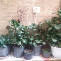 گ ل ه ای مختلف