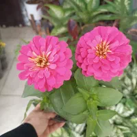 گلکده بهشت