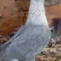 کبوتر نقره ای درجه یک جنس خوب