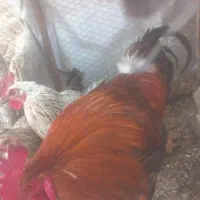 خروس زرنگ