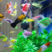 ماهی