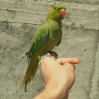 طوطی ملنگو خوشگل و دستی