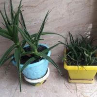 گلدان آلورا