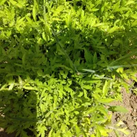 نهال گوجه