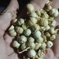 اسپند ارشق