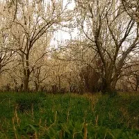 زمین-فروشی