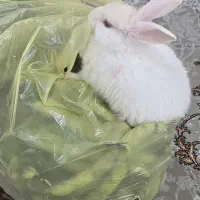 خرگوش