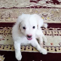 سگ pamer