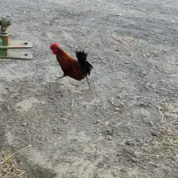 خروس نژاد دار