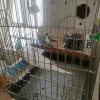 جفت عروس هلندی مولد