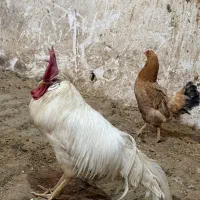 مرغ خروس