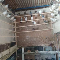 کبوتر