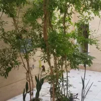 فروش/معاوضه منزل جنوبی۳ طبقه هنرستان