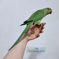 جوجه ملنگو تازه دونه خور فول رام سخنگو پروازی