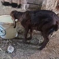 بز کوچک نر