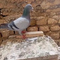 هویزه
