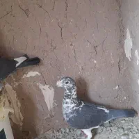 سینه سفید بزک آلمانی
