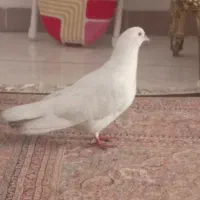 کبوتر