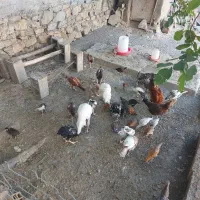 مرغ و خروس