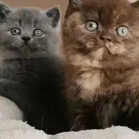 خریدوفروش گربه خانگی