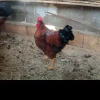 خروس جوان فروشی