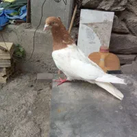 کبوتر اوچان