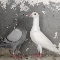جوجه