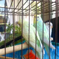 ۳ مرغ عشق ،دو نر و یک ماده