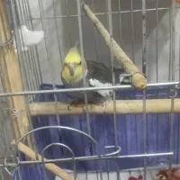 عروس هلندی جفت