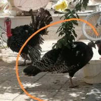 بوقلمون ماده