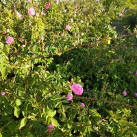 خط موبایل ۵ خط رند و سری خط اصفهان از 3604081تا 85
