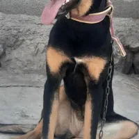 ماده دوبرمن ۵ ماهه