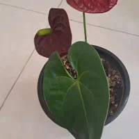 گل آنتریوم