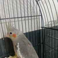 جوجه عروس هلندی چهار ماهه