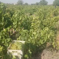 باغچه-سنددار-تاکستان