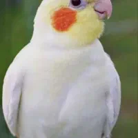 نگه داری از پرنده شما