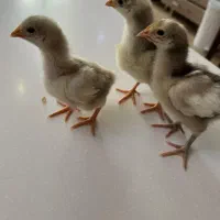 جوجه اورپینگتون