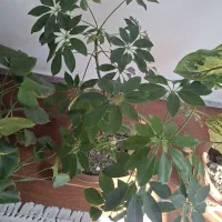 گلهای طبیعی  بفروش میرسد