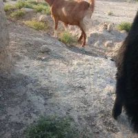 بز ماده